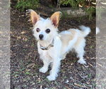 Talented Lil Mr Tanner ~ Lap Warmer Maltichi - Male Malchi Dog for Adoption - Small photo