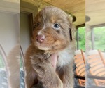 Small Photo #2 Australian Shepherd Puppy For Sale in ROCK SPRING, GA, USA