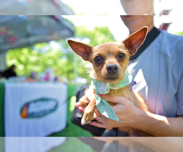 Medium Photo #8 Chihuahua Puppy For Sale in Oak Bluffs, MA, USA