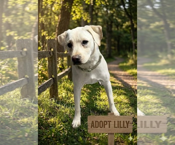 Medium Photo #2 Beagle-Unknown Mix Puppy For Sale in Genesee, WI, USA