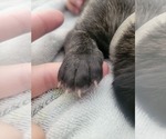 Small #4 Daniff-Neapolitan Mastiff Mix