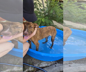 Journey - Female Mutt Dog for Adoption - Photo #5