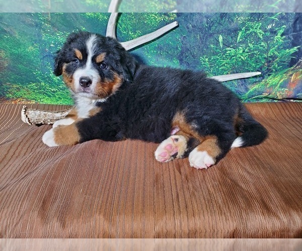 Medium Photo #3 Bernese Mountain Dog Puppy For Sale in PEYTON, CO, USA