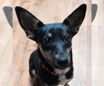 Small #2 Australian Kelpie-Rat Terrier Mix