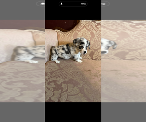 Pembroke Welsh Corgi Puppy for sale in SHERMAN, TX, USA