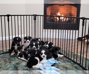 Border-Aussie Puppy for sale in NORTHAMPTON, PA, USA