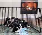 Small Photo #1 Border-Aussie Puppy For Sale in NORTHAMPTON, PA, USA