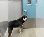 Small Siberian Husky Mix