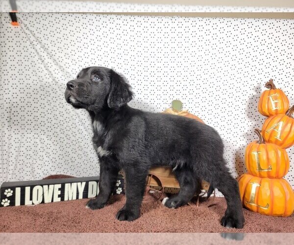 Medium Photo #5 Golden Mountain Dog Puppy For Sale in BLACK FOREST, CO, USA