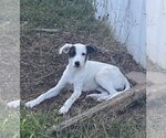 Small Photo #2 Border Collie-Dalmatian Mix Puppy For Sale in Norman, OK, USA