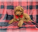 Small #3 Poodle (Miniature)