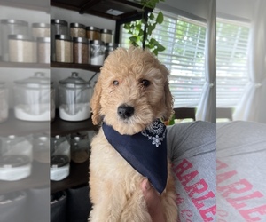 Goldendoodle Puppy for sale in N HIGHLANDS, CA, USA