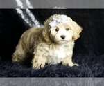 Small #5 Maltipoo