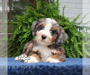 Bernedoodle (Miniature) Puppy for sale in NARVON, PA, USA