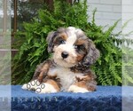 Small Bernedoodle (Miniature)