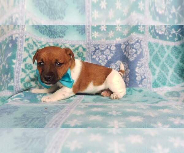 Medium Photo #11 Jack Russell Terrier Puppy For Sale in HONEY BROOK, PA, USA