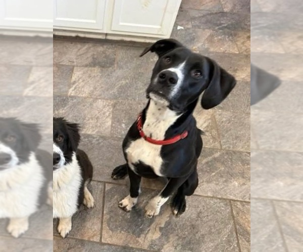 Medium Photo #1 Border Collie-Unknown Mix Puppy For Sale in Germantown, OH, USA