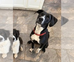 Border Collie-Unknown Mix Dogs for adoption in Germantown, OH, USA