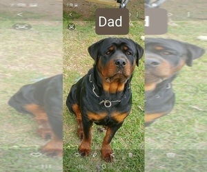 Father of the Rottweiler puppies born on 06/02/2020