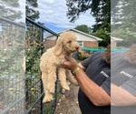 Small #8 Labradoodle mix (+ Poodle Standard)