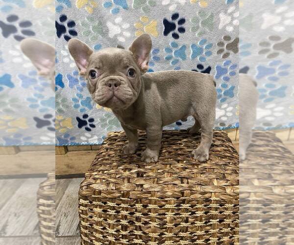 Medium Photo #4 French Bulldog Puppy For Sale in GREENVILLE, TX, USA