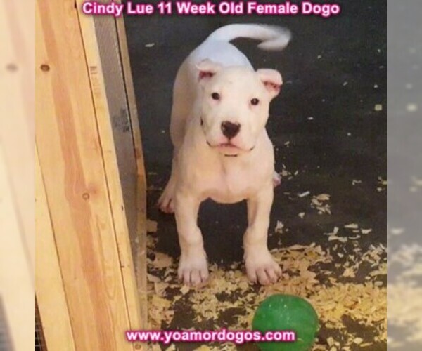 Medium Photo #123 Dogo Argentino Puppy For Sale in PINEVILLE, MO, USA