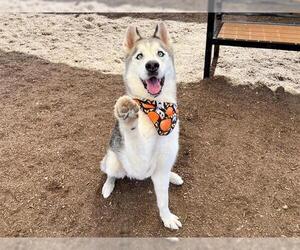 Siberian Husky Dogs for adoption in Orange, CA, USA
