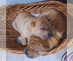 Small #7 Chinese Shar-Pei