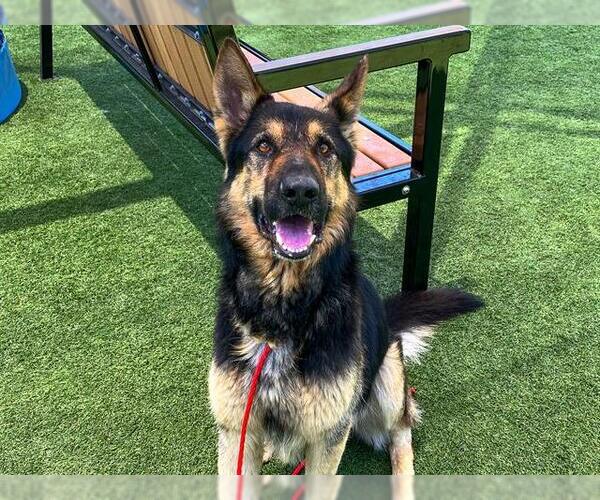 Medium Photo #1 German Shepherd Dog Puppy For Sale in Orange, CA, USA