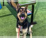 Small German Shepherd Dog