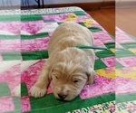 Small Photo #6 Pyredoodle Puppy For Sale in MAGNOLIA, KY, USA