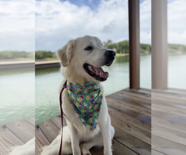 Medium Photo #3 Great Pyrenees Puppy For Sale in Dallas, TX, USA