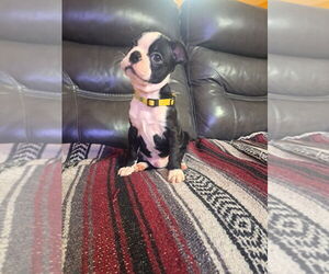 Boston Terrier Puppy for sale in LYONS, IL, USA
