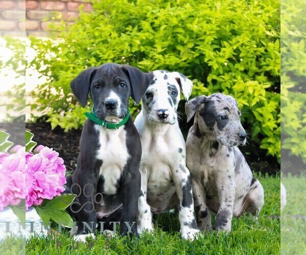 Medium Photo #2 Great Dane Puppy For Sale in RICHLAND, PA, USA