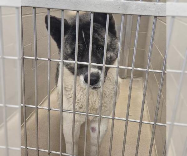 Medium Photo #1 Akita Puppy For Sale in Decatur, IL, USA