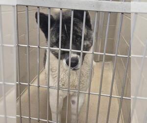 Akita Dogs for adoption in Decatur, IL, USA
