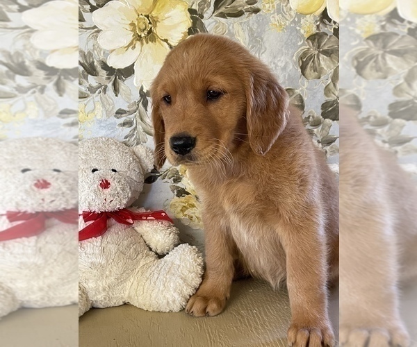 Medium Photo #3 Golden Retriever Puppy For Sale in AMITY, AR, USA