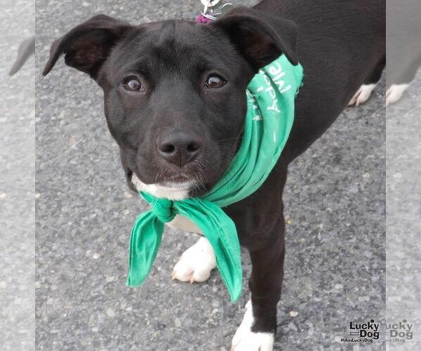 Medium Photo #8 Labrador Retriever-Unknown Mix Puppy For Sale in Washington, DC, USA