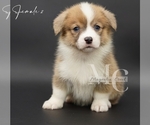 Small #8 Pembroke Welsh Corgi