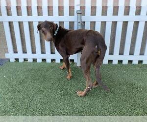 Doberman Pinscher-Unknown Mix Dogs for adoption in Modesto, CA, USA