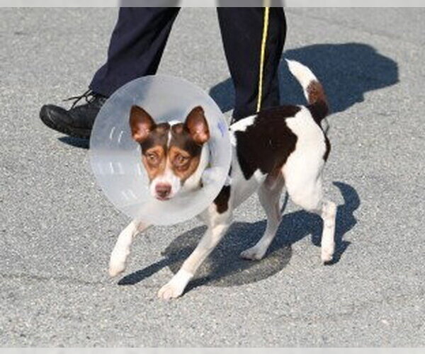 Medium Photo #2 Jack Russell Terrier Puppy For Sale in Glen Allen, VA, USA