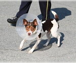 Small #1 Jack Russell Terrier