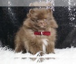 Image preview for Ad Listing. Nickname: Teddy Bear AKC