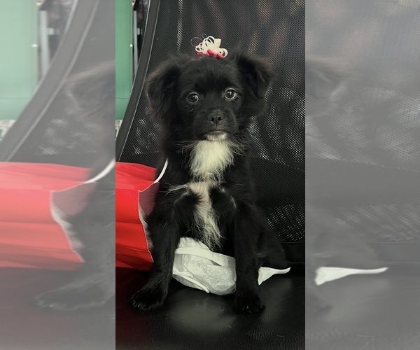 Medium Photo #1 Pominese Puppy For Sale in SAINT AUGUSTINE, FL, USA