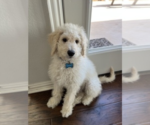 Goldendoodle Puppy for sale in KELLER, TX, USA