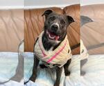 Small #11 American Pit Bull Terrier
