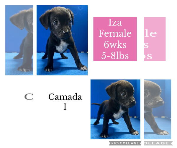 Medium Photo #1 Chihuahua-Siberian Husky Mix Puppy For Sale in Virginia Beach, VA, USA