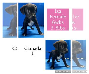 Chihuahua-Siberian Husky Mix Dogs for adoption in Virginia Beach, VA, USA