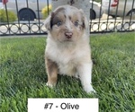 Small Photo #1 Australian Shepherd Puppy For Sale in SAN JOSE, CA, USA