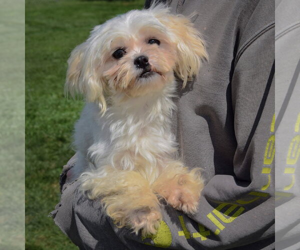 Medium Photo #3 Maltese Puppy For Sale in Huntley, IL, USA